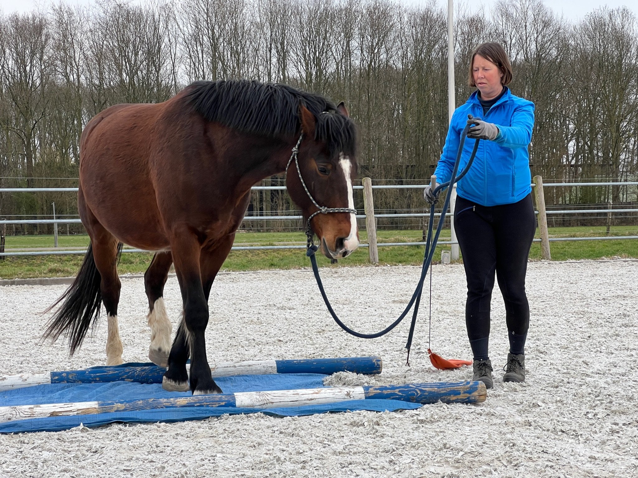 Berufstätige | Equi Guidance